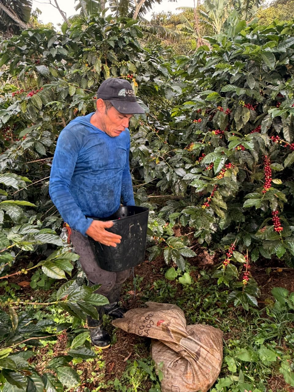 Trabajo de recolección en el cafetal de Dopsen Café
