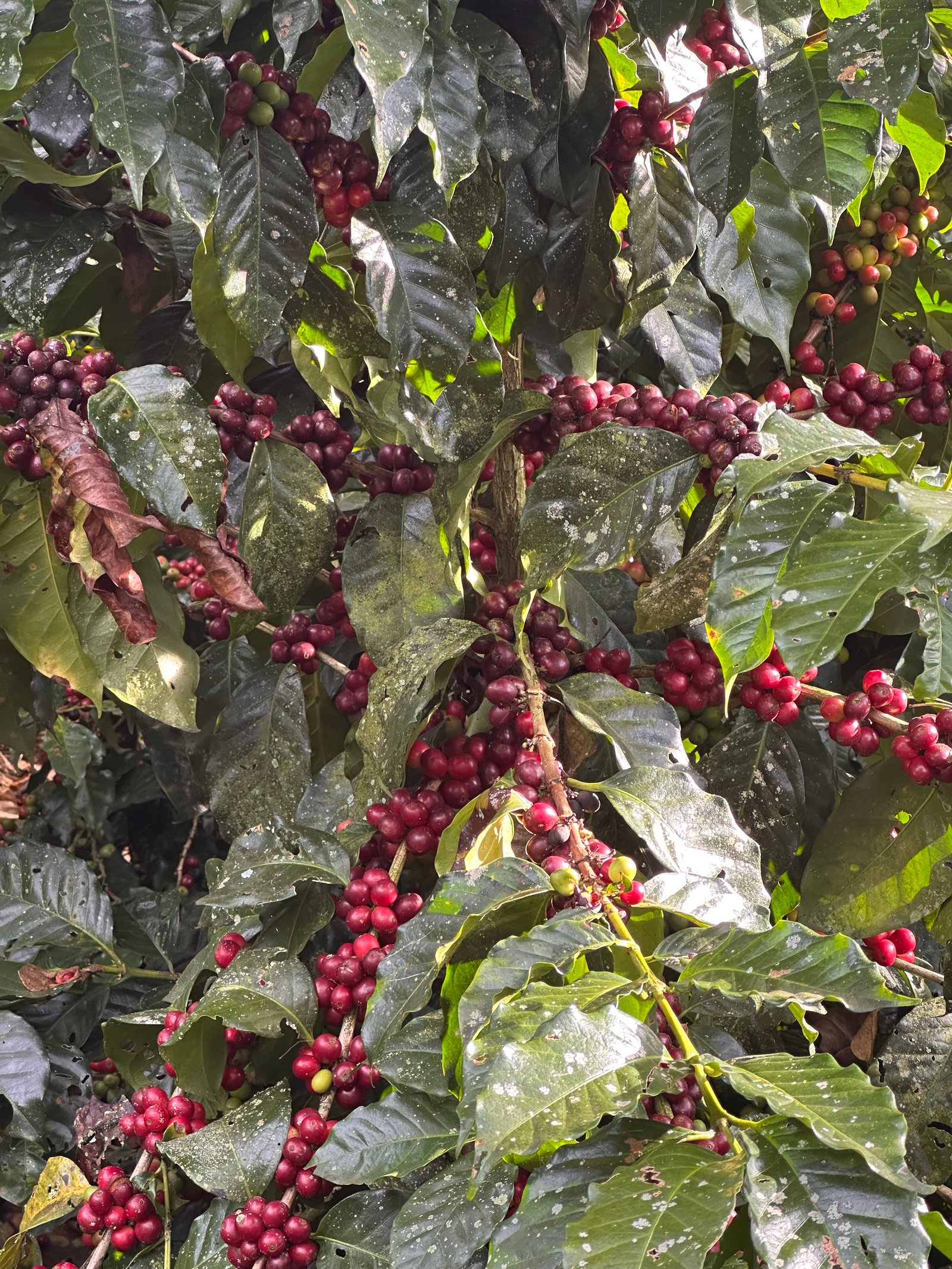 Fotografía del proceso de selección de café en Dopsen